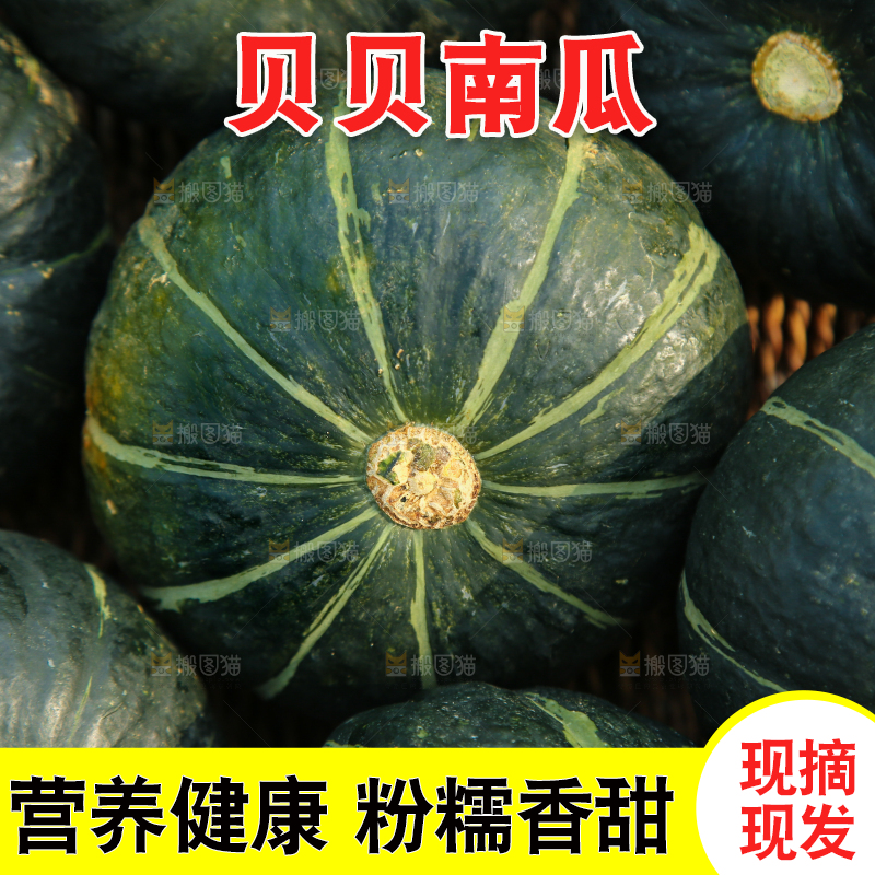 一堆贝贝小南瓜