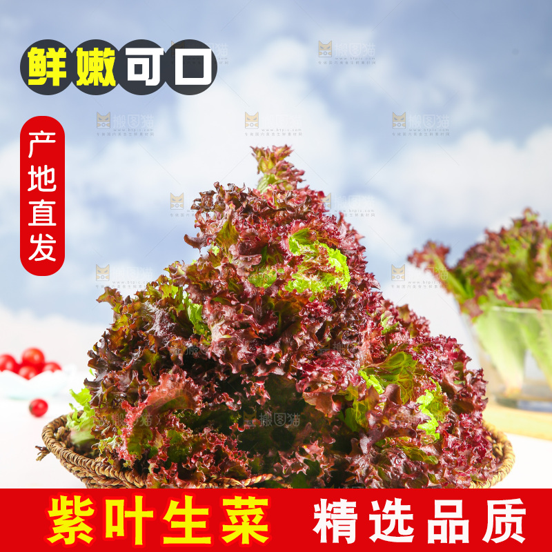 一篮紫叶生菜