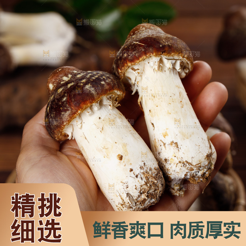 手里拿着赤松茸