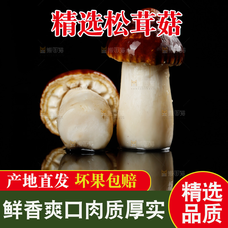 黑底上的新鲜松茸菇