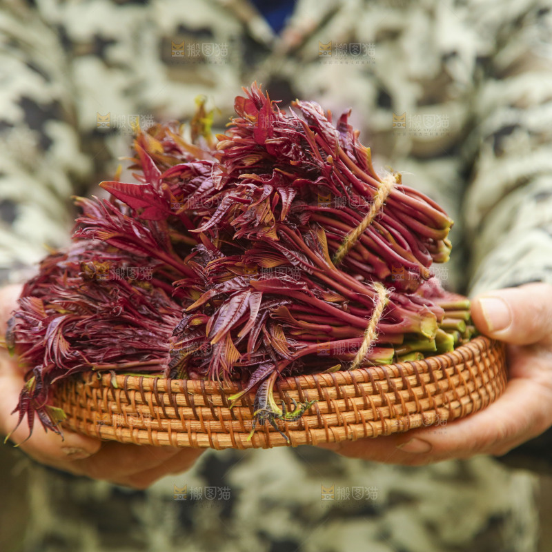 手里端着一篮红油香椿芽