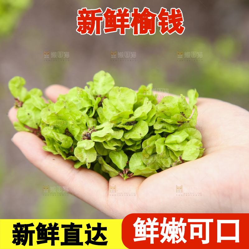 手里拿着榆钱