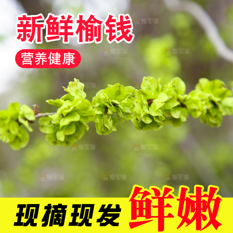 榆钱树叶
