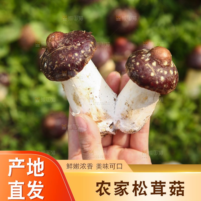 手里拿着赤松茸