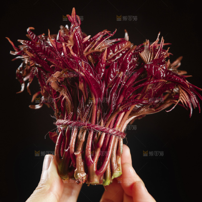 手里拿着香椿芽