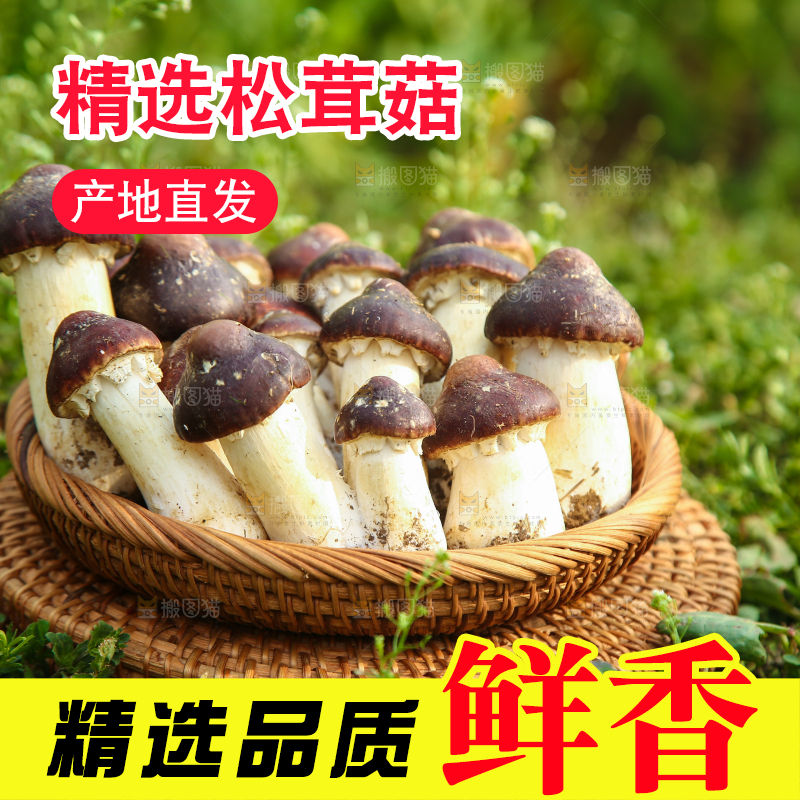 一篮云南赤松茸