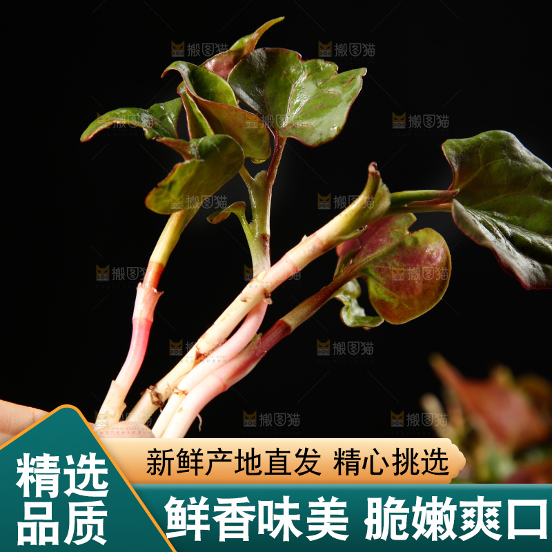手里拿着折耳根