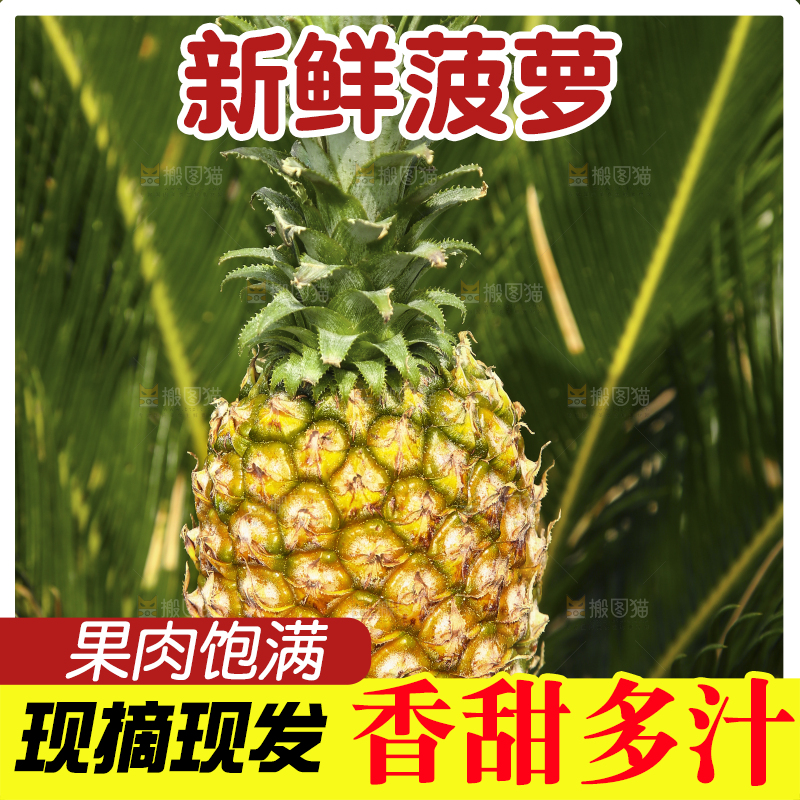 新鲜的菠萝