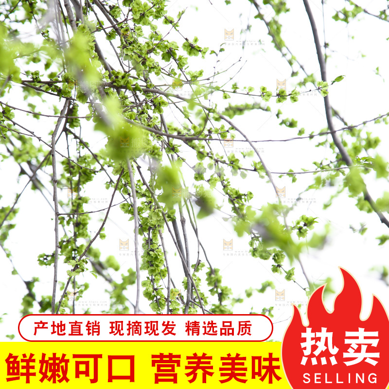 新鲜榆钱叶