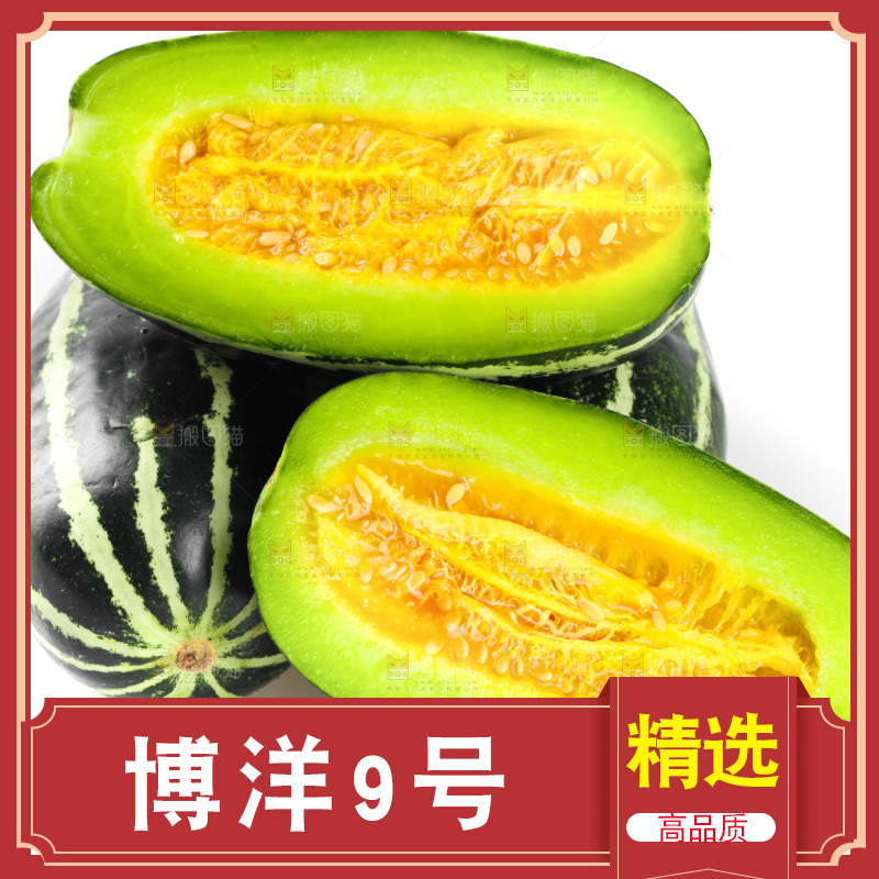 白底上摆放着博洋9号甜瓜