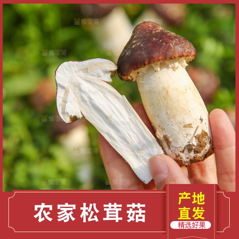 手里拿着赤松茸