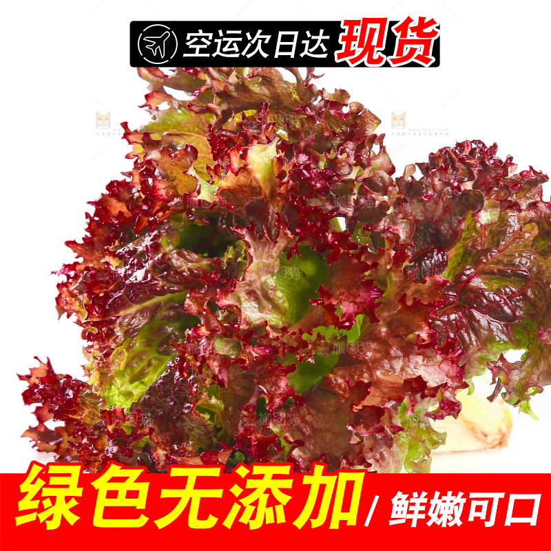 白底上的罗莎红生菜