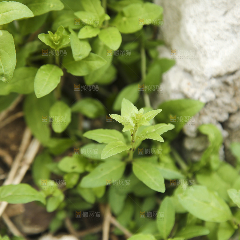 新鲜的枸杞菜