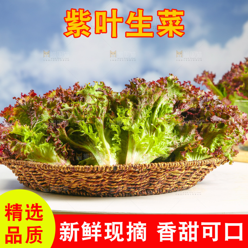 一篮紫叶生菜