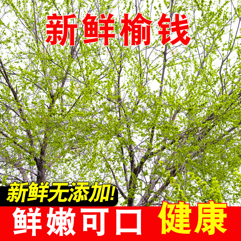 树枝上的榆钱