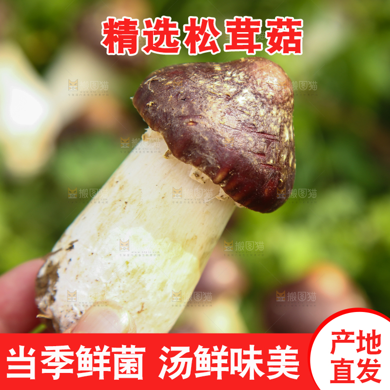 手里拿着赤松茸