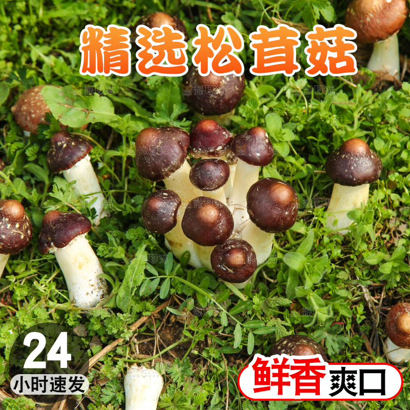 草地上的松茸菇