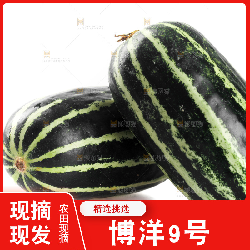 白底上放着博洋9号