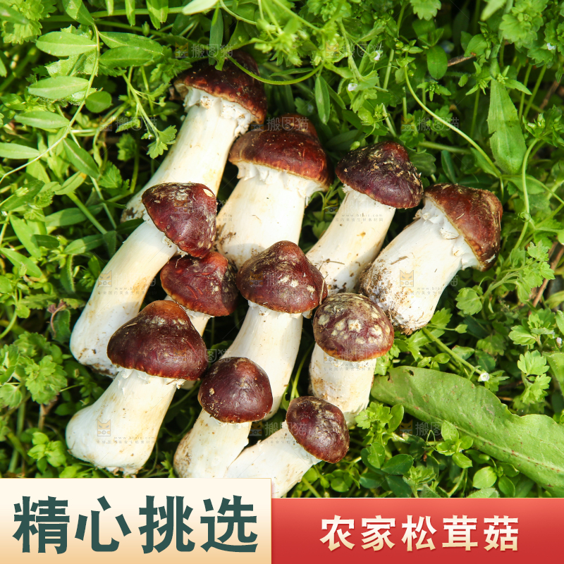 草地上的松茸菇