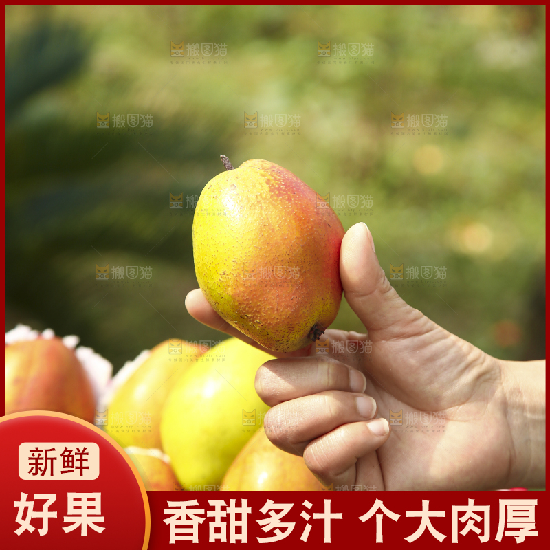 手拿着红酥梨