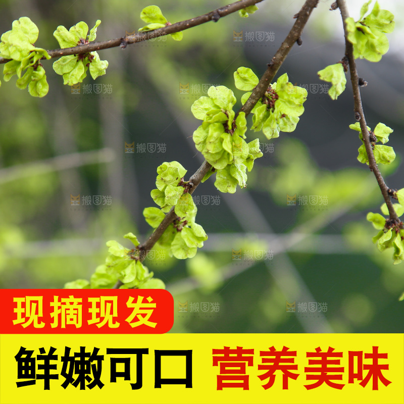 榆钱树叶