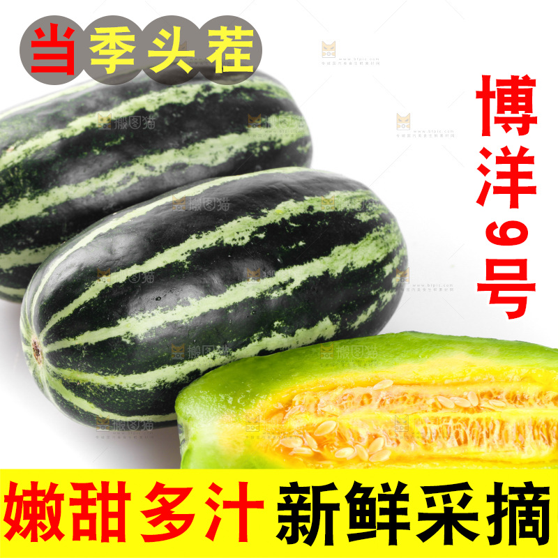 白底上的博洋9号甜瓜