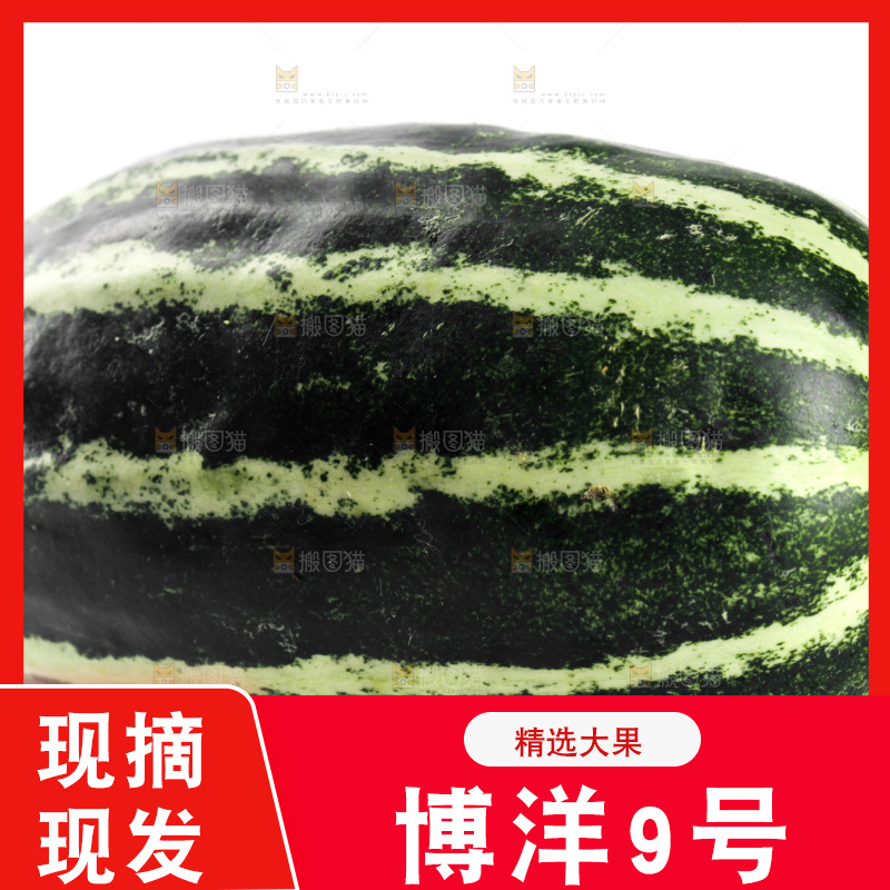 白底上放着博洋9号