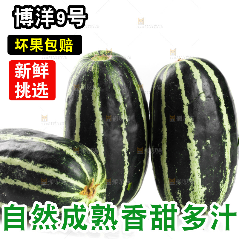 白底上的博洋9号甜瓜