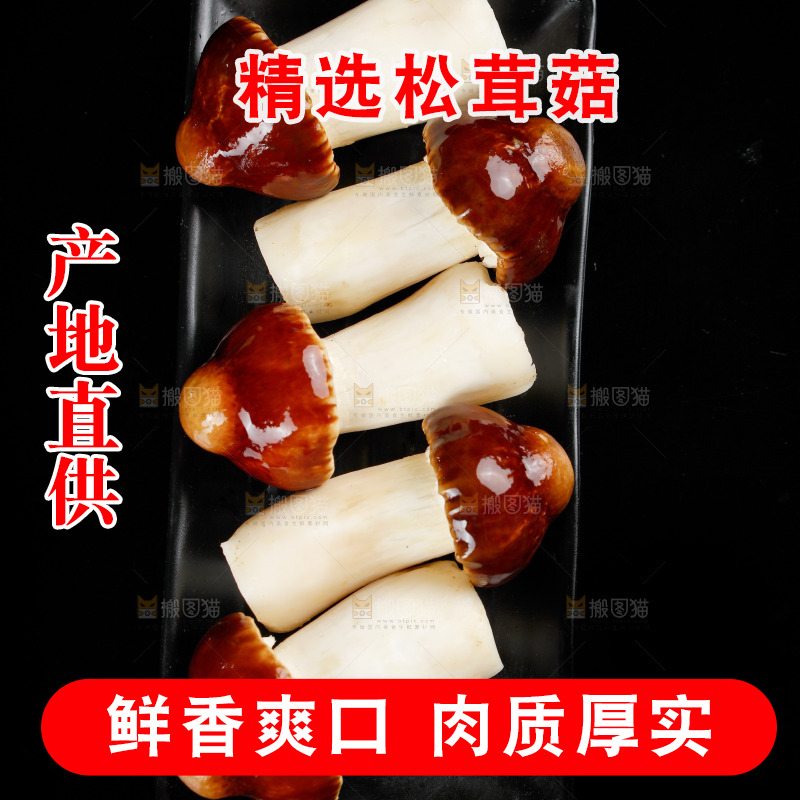 黑底上放着一盘赤松茸