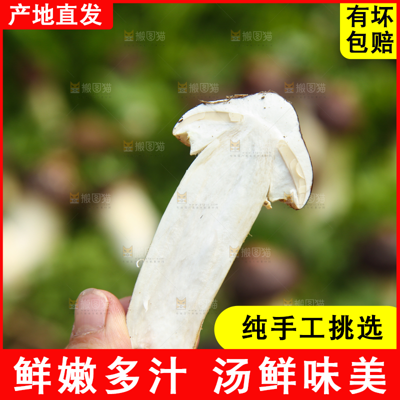 手里拿着赤松茸