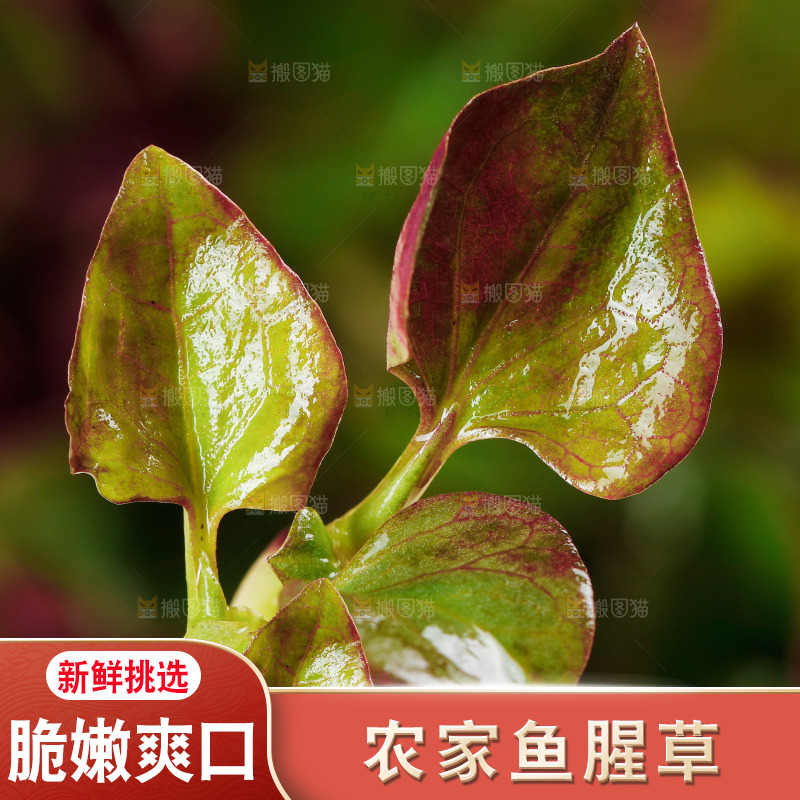 鲜嫩折耳根