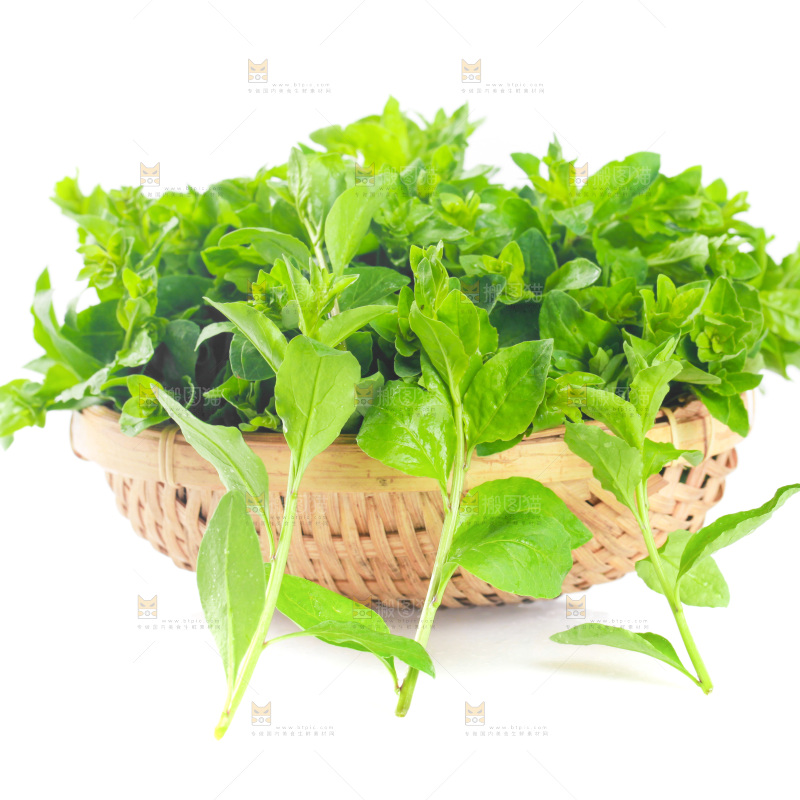 一篮枸杞菜