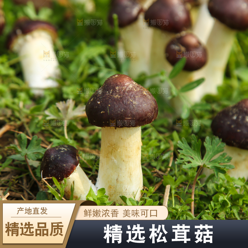 新鲜的松茸菇