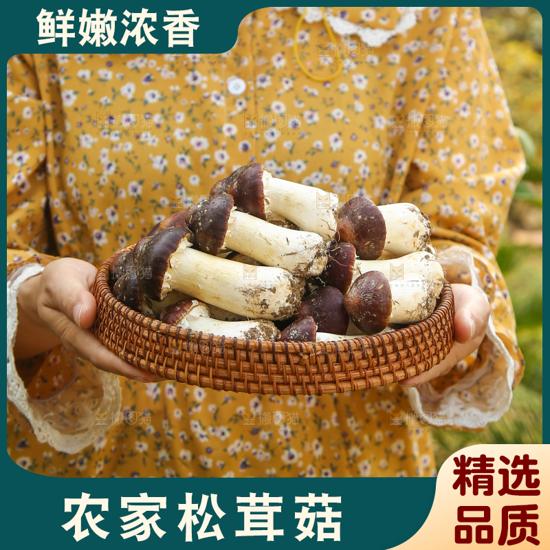 手里端着一篮松茸菇