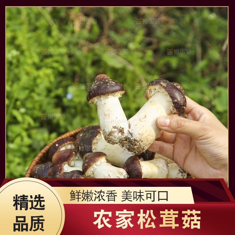 手里端着一篮松茸菇