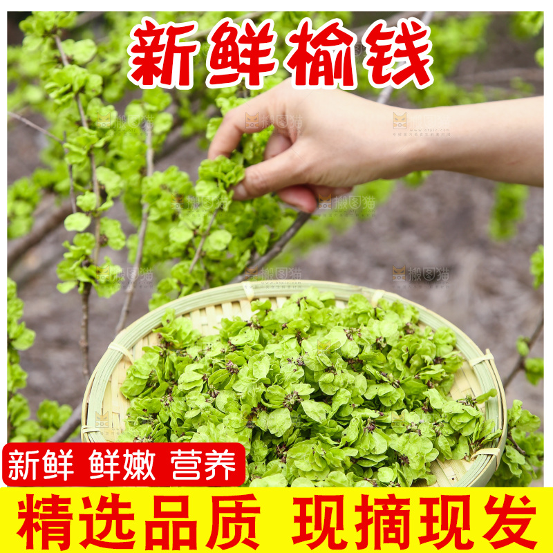 采摘榆钱