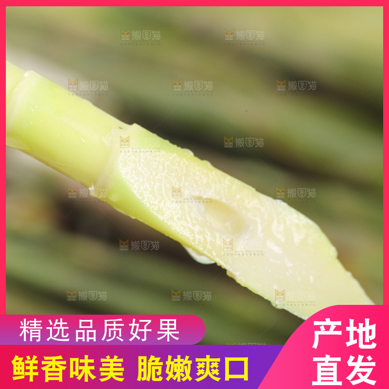新鲜的小竹笋