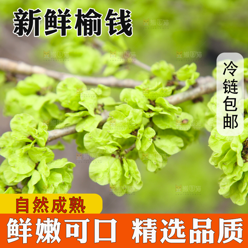 榆钱树枝叶