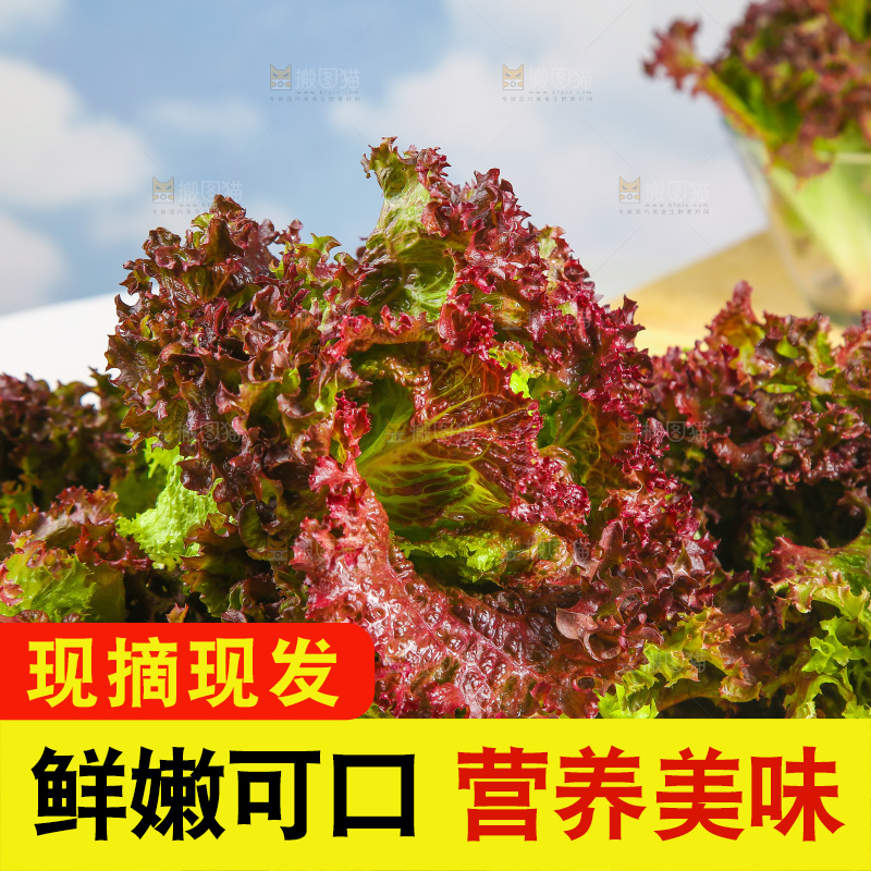 一盘红叶生菜