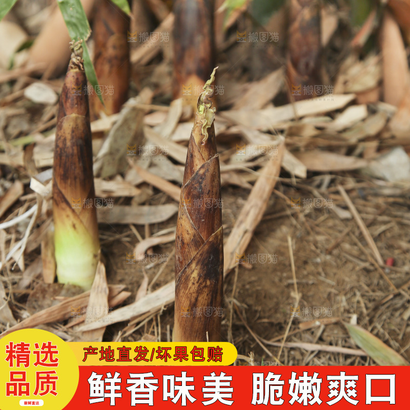 竹林里的春雷笋