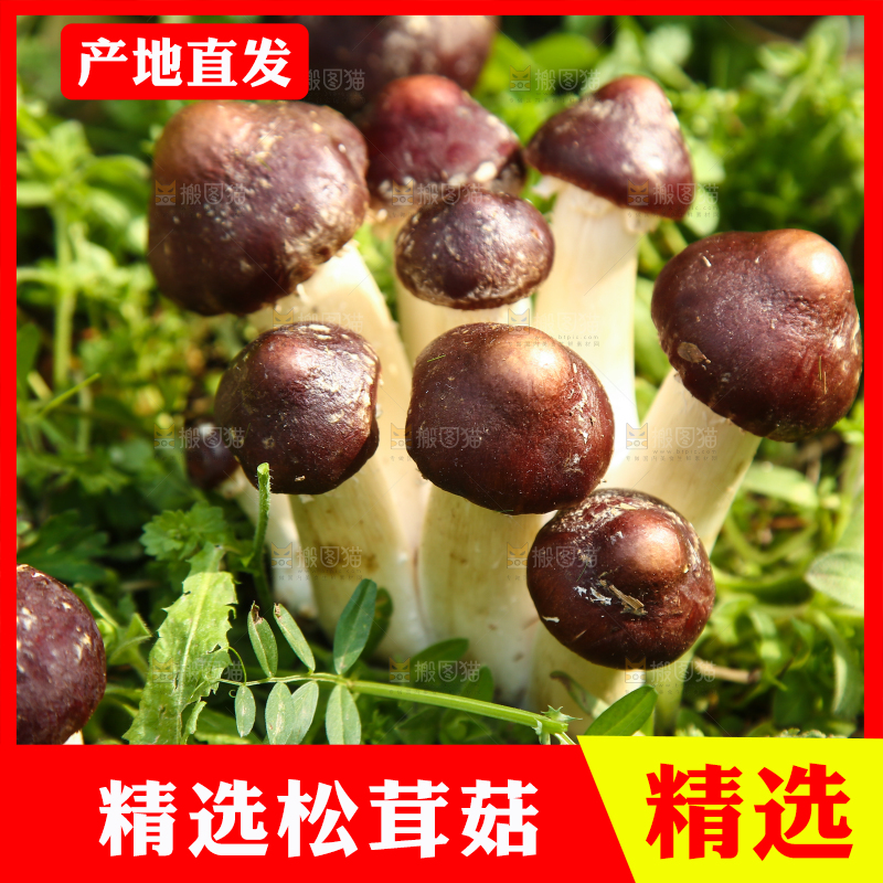 新鲜的松茸菇