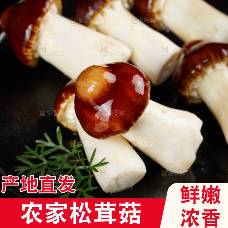 黑底上放着一盘赤松茸
