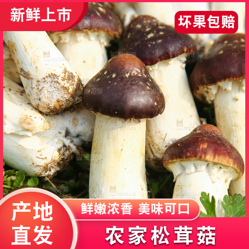一堆新鲜的松茸菇