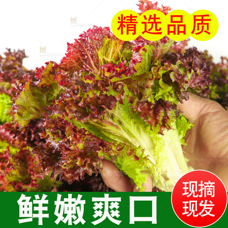 手里拿着紫生菜