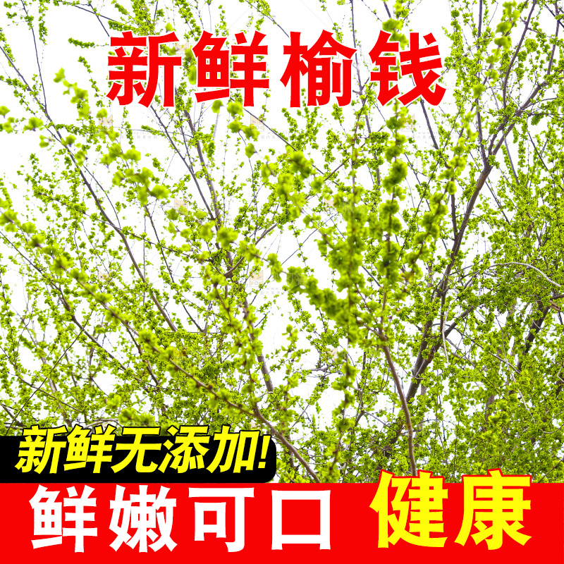 新鲜榆钱叶