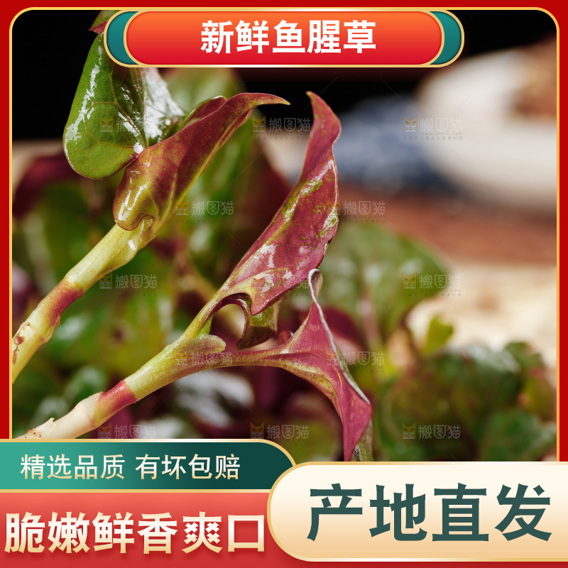 鲜嫩折耳根