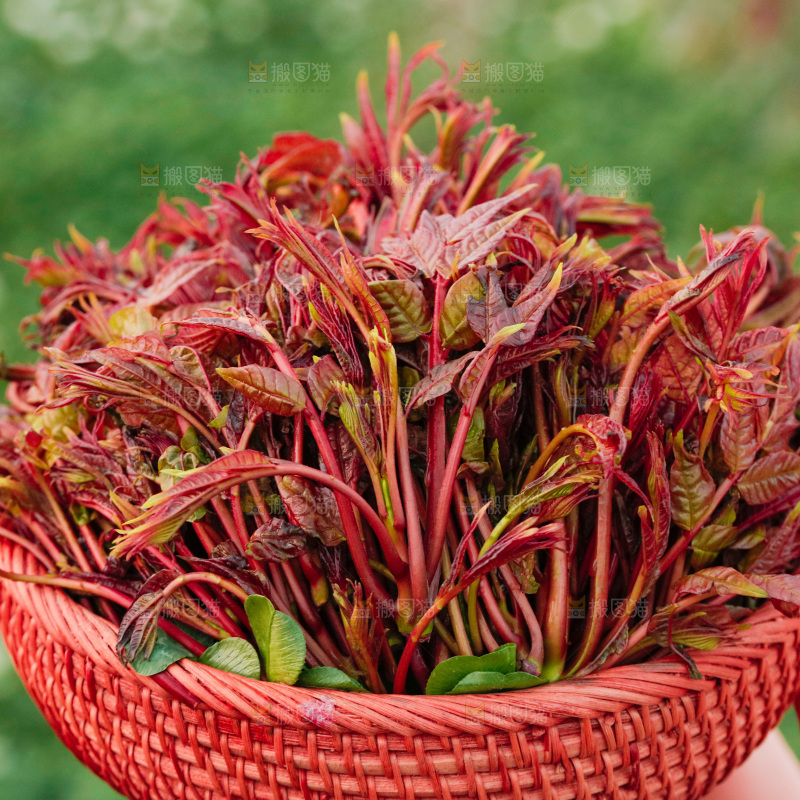 手里端着一篮红芽香椿