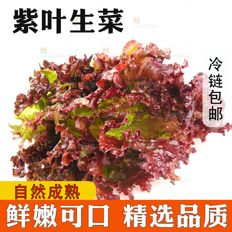白底上的罗莎红生菜