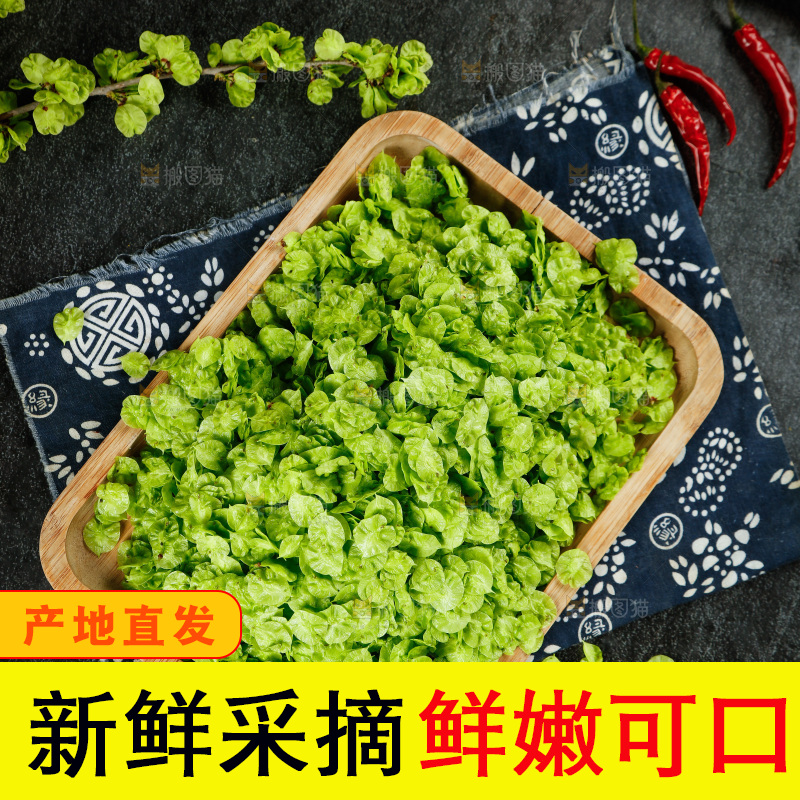 一盘榆钱叶