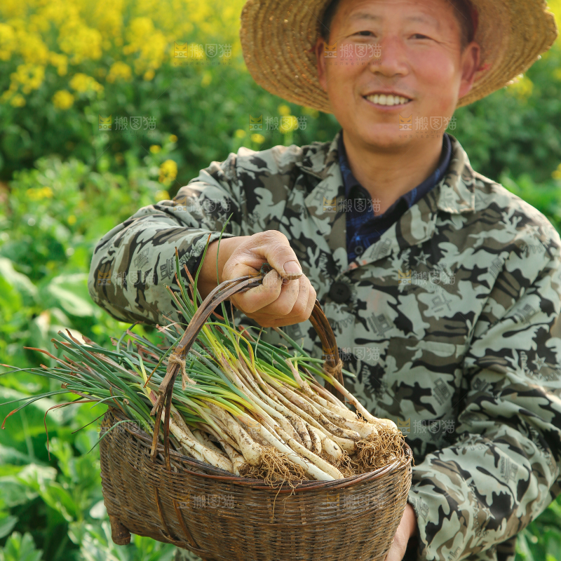 一篓带叶荞头